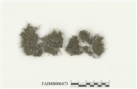 藏品(鳳尾苔屬)的圖片